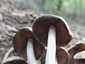 Fehér porhanyósgomba (Psathyrella candolleana), Budai-hegység
